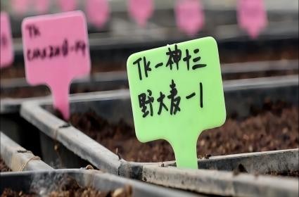 逐梦国际 8143a